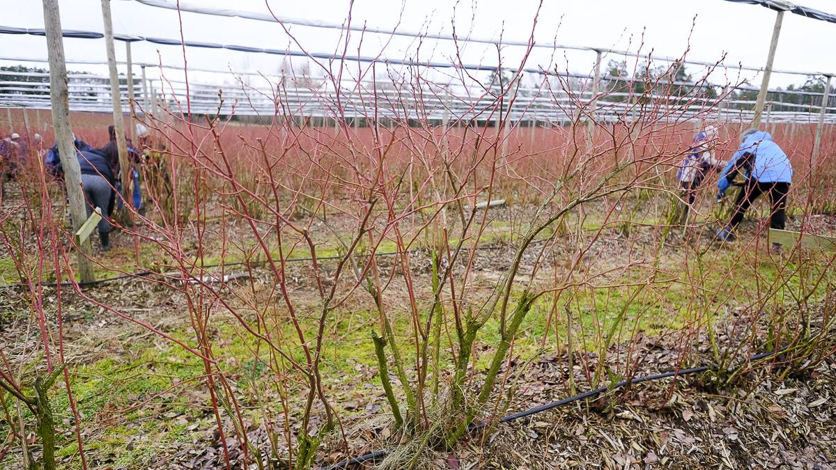 DSCF9764|Liberty (2)